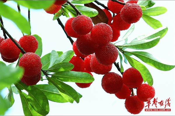 “梅”烦恼 可以没烦恼——王正根与杨梅去核机的故事